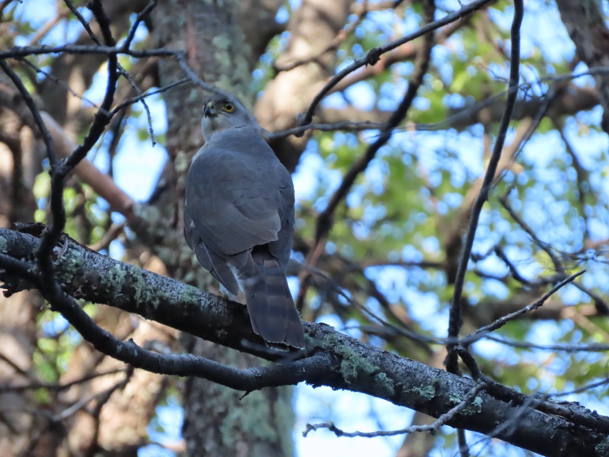 jestřáb chilský - ML613404981