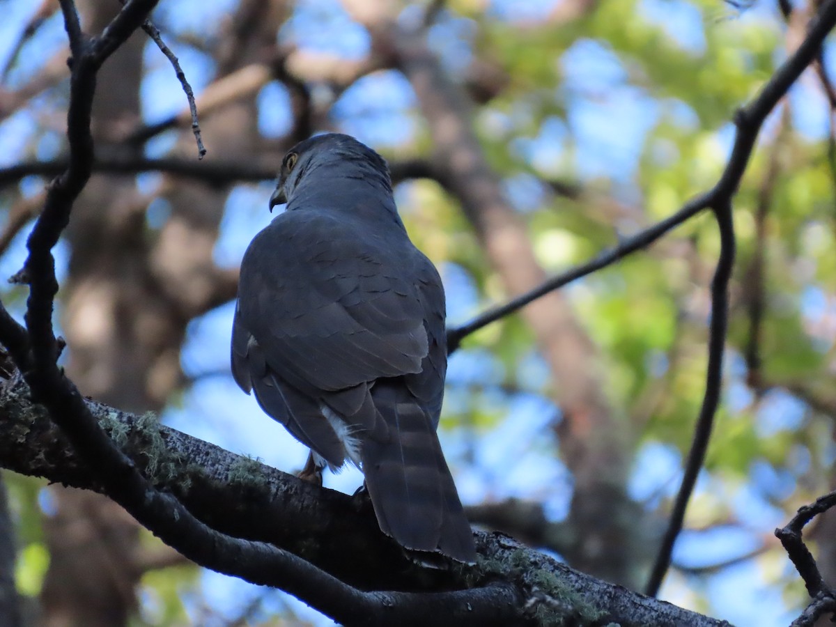 jestřáb chilský - ML613404982