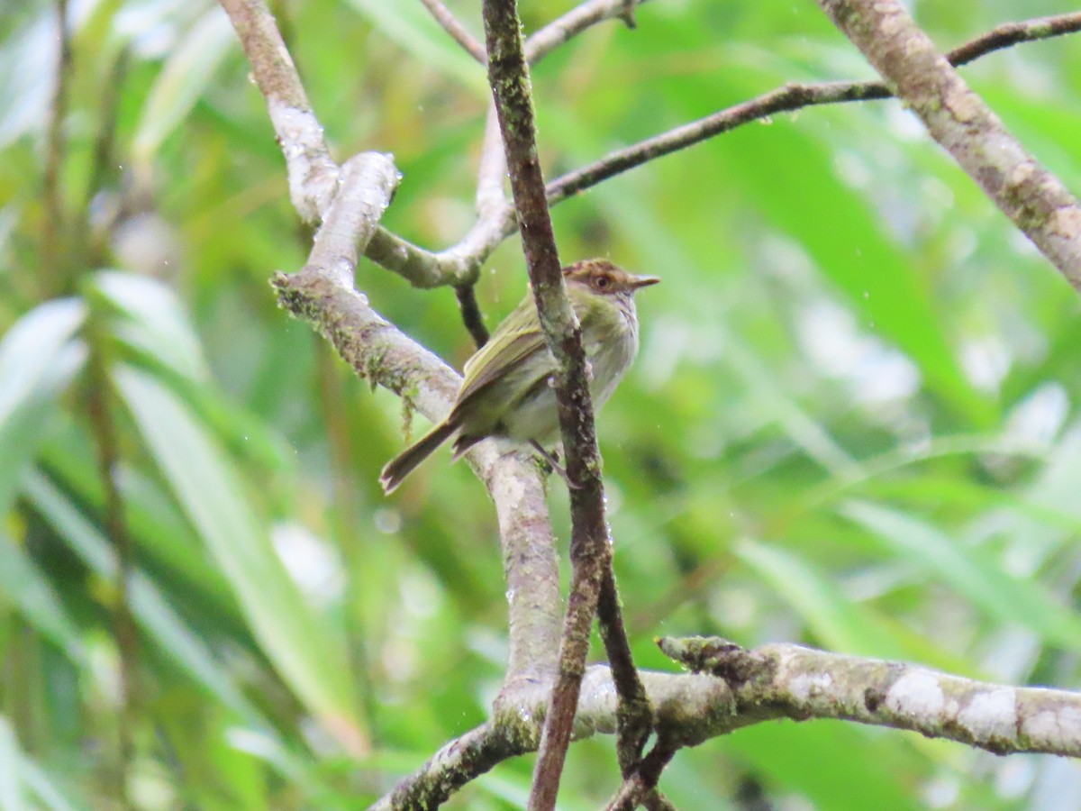 Scale-crested Pygmy-Tyrant - ML613405013