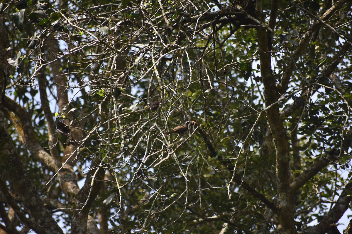 Indian Scimitar-Babbler - ML613405018