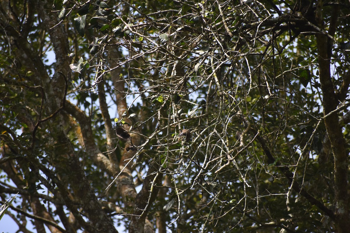 Indian Scimitar-Babbler - ML613405019