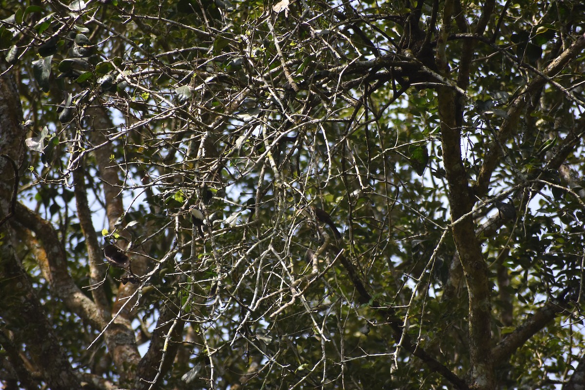 Indian Scimitar-Babbler - Yashas S