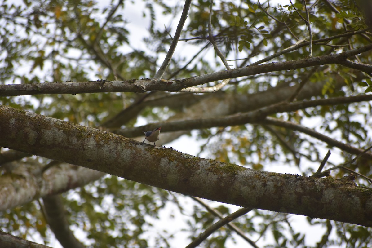 Velvet-fronted Nuthatch - ML613405183