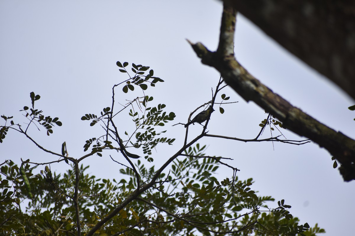 Indian Yellow Tit - ML613405203