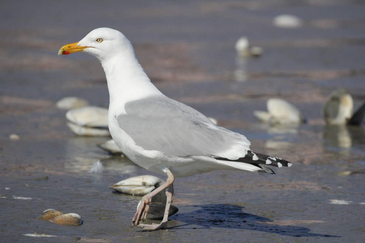 American Herring Gull - ML61340521