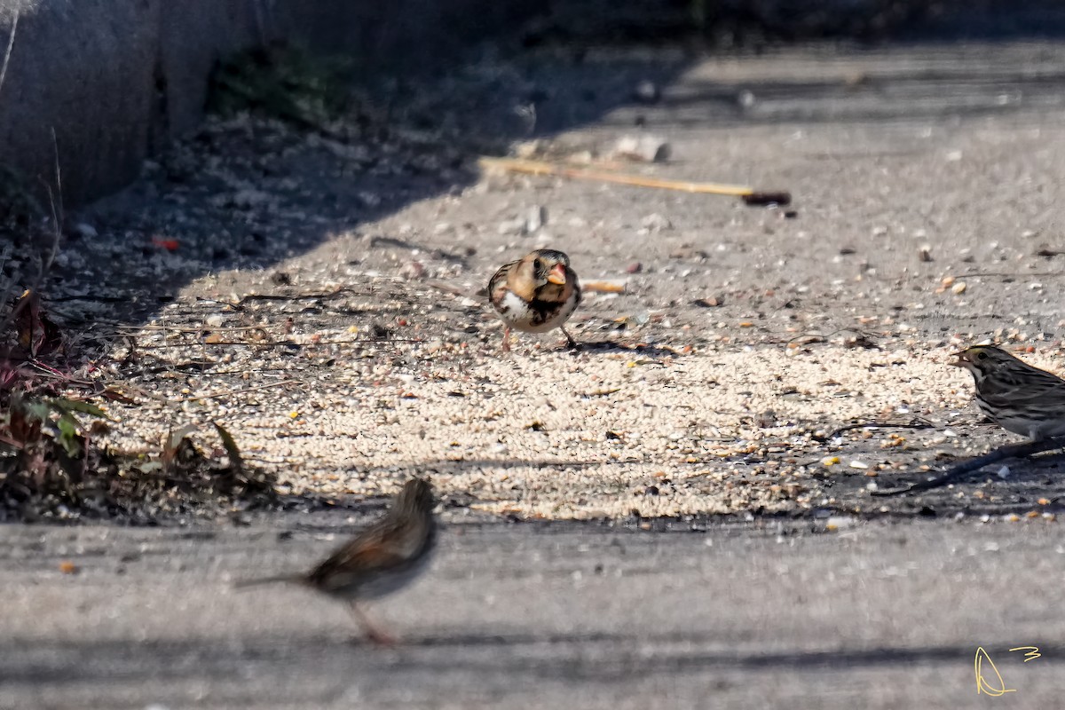 Harris's Sparrow - ML613405220
