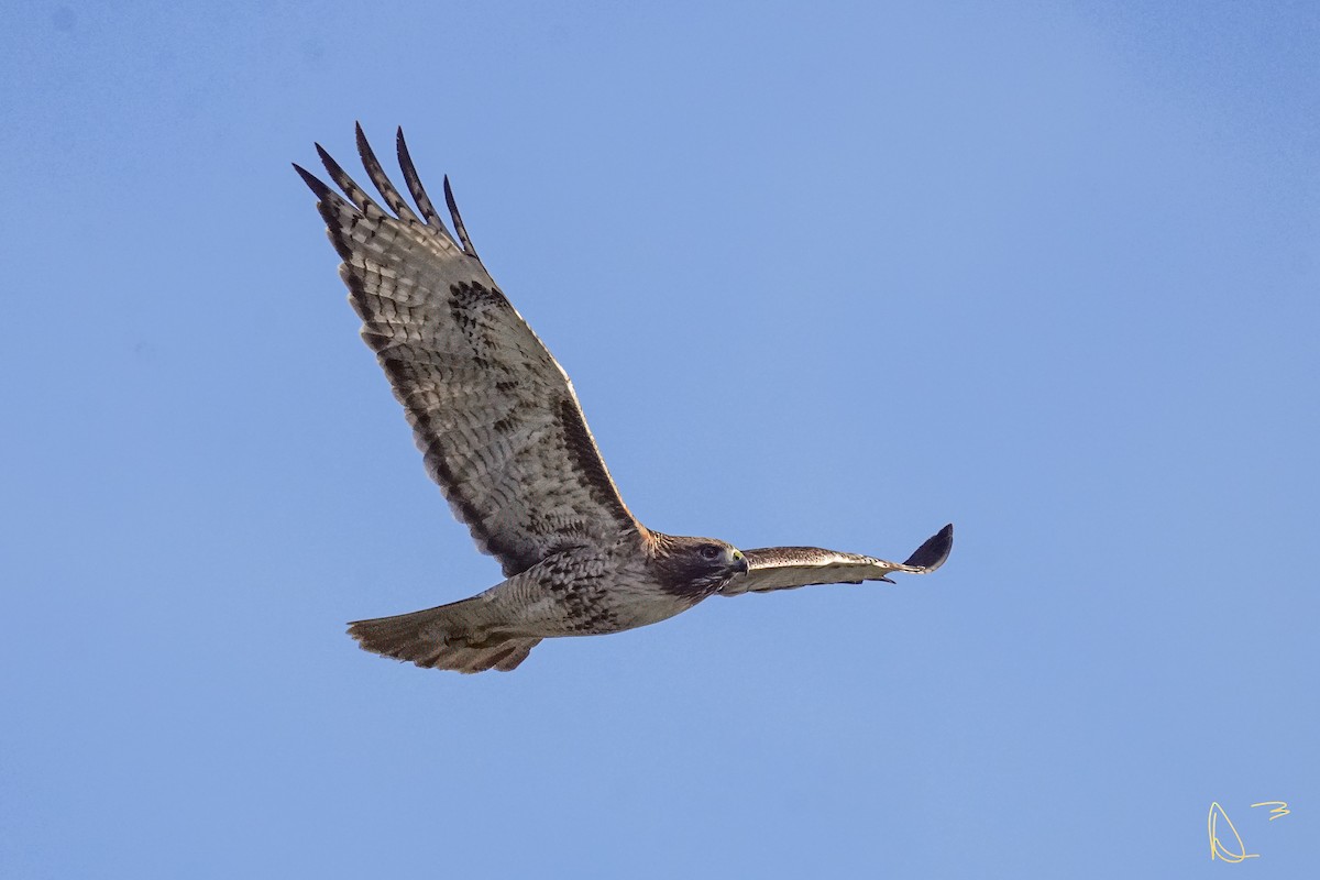 Red-tailed Hawk - ML613405248