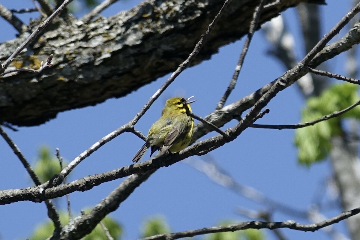 Paruline des prés - ML613405284