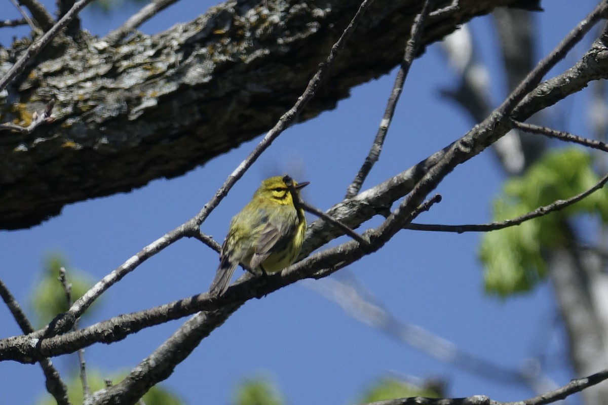 Prairie Warbler - ML613405286