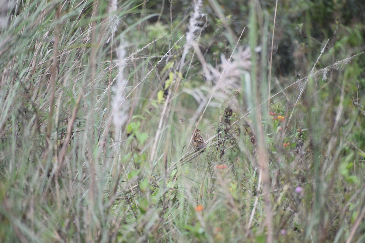 Bristled Grassbird - ML613405360