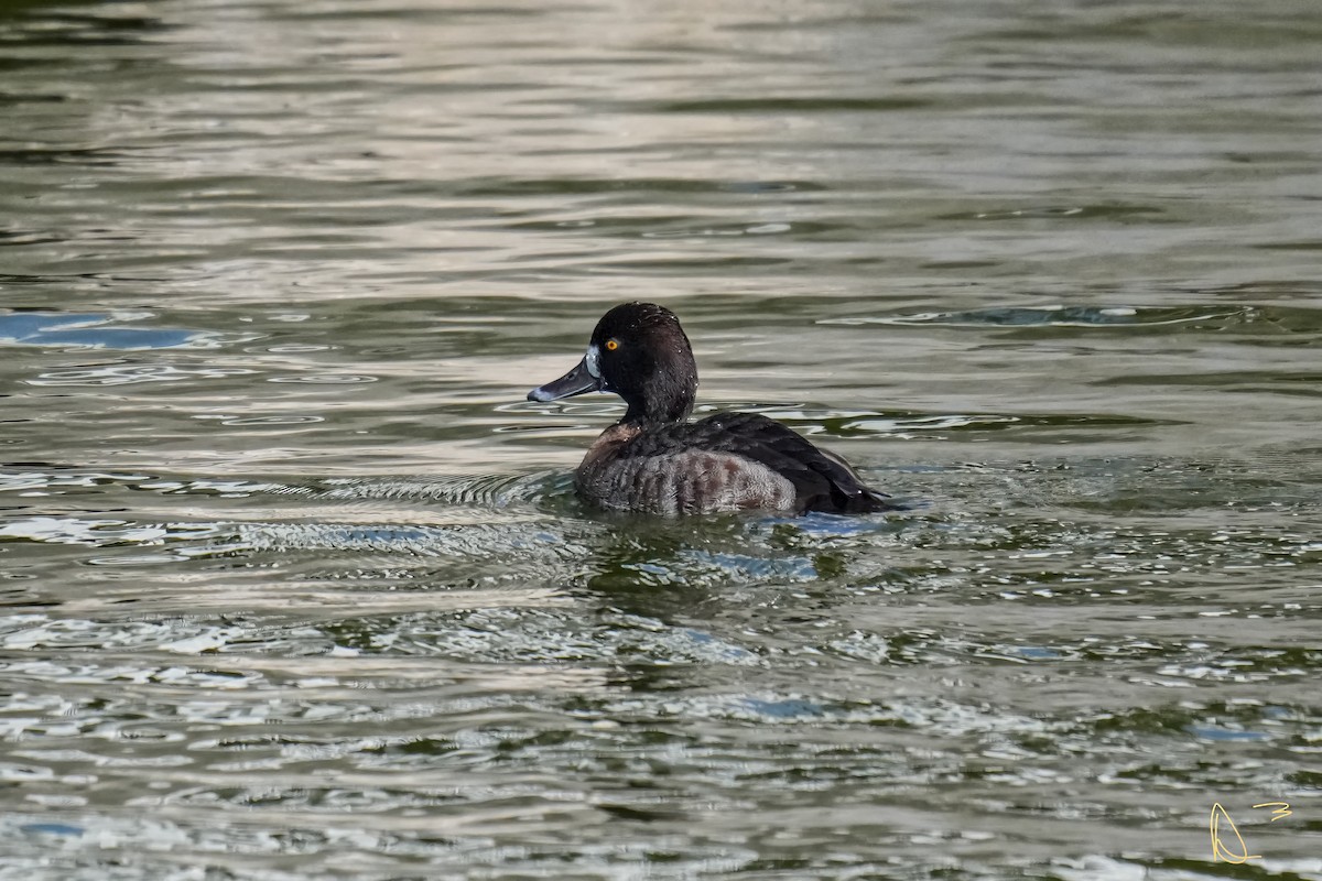 Lesser Scaup - ML613405364
