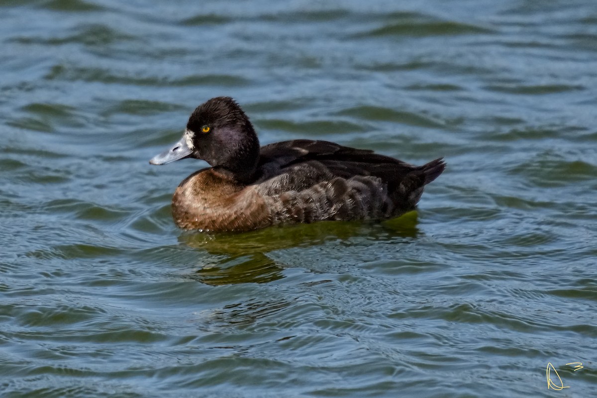Lesser Scaup - ML613405371