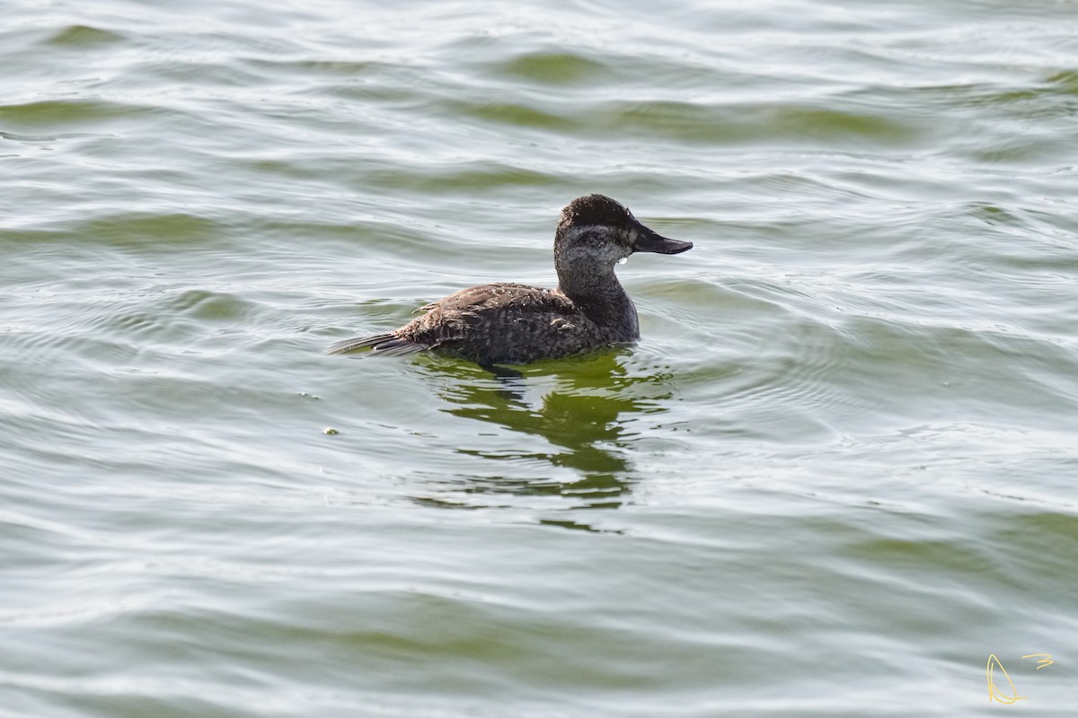 Ruddy Duck - ML613405404