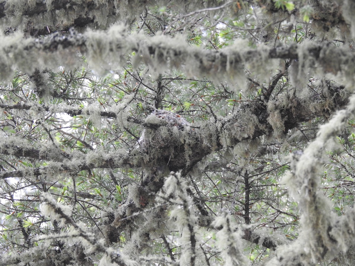 Hammond's Flycatcher - ML61340541