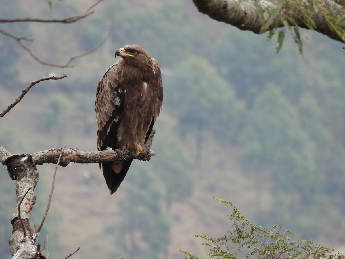 Steppe Eagle - ML613405420