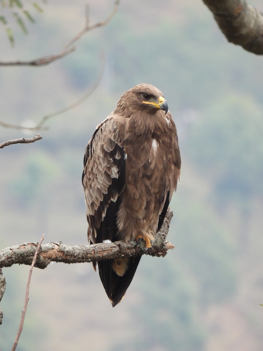 Steppe Eagle - ML613405432