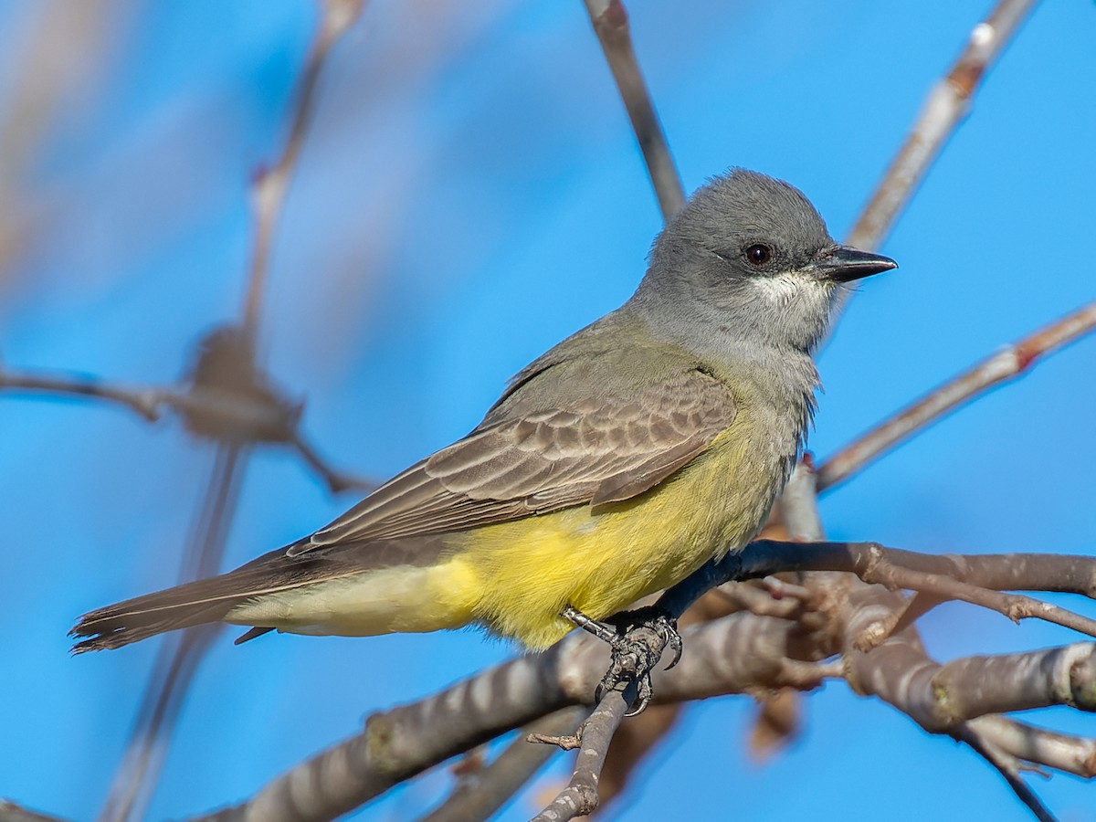 Cassin's Kingbird - ML613405437