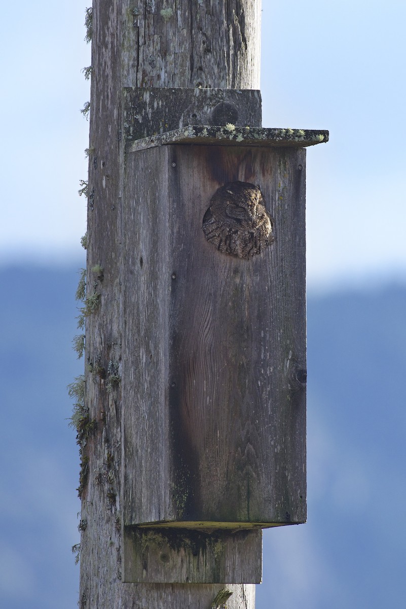 Western Screech-Owl - ML613405448