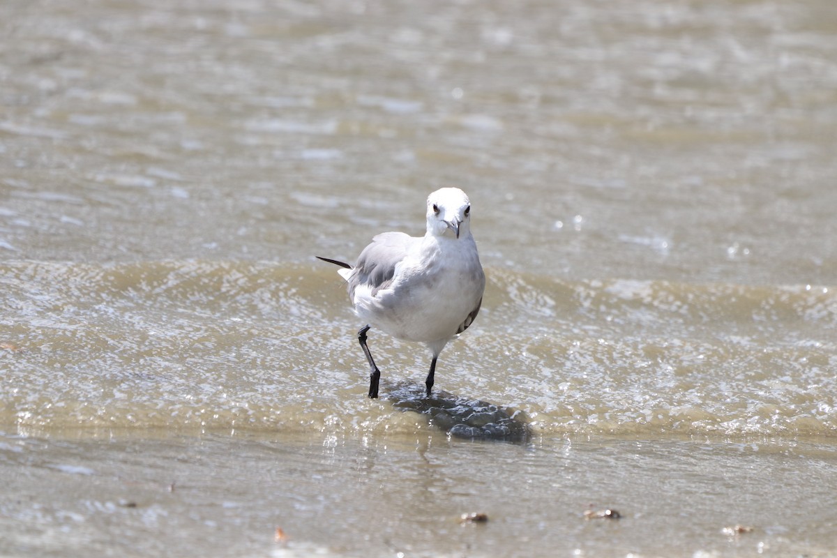 Laughing Gull - ML613405459