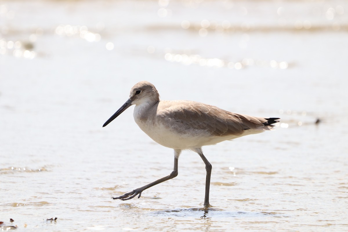 Willet - Carla Calamari