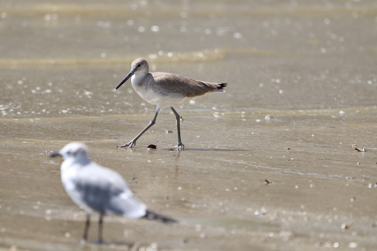 Willet - ML613405471