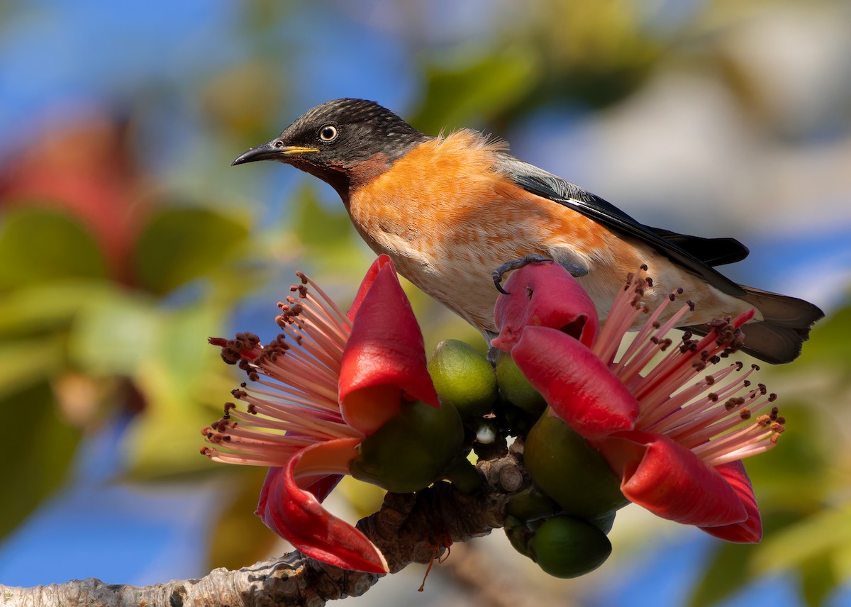 Spot-winged Starling - Ayuwat Jearwattanakanok