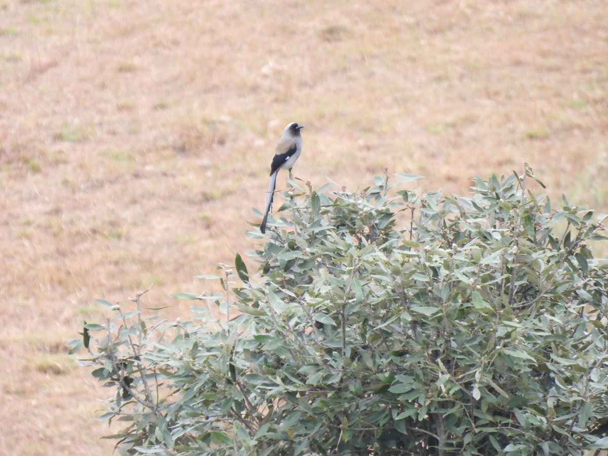 Gray Treepie - ML613405490