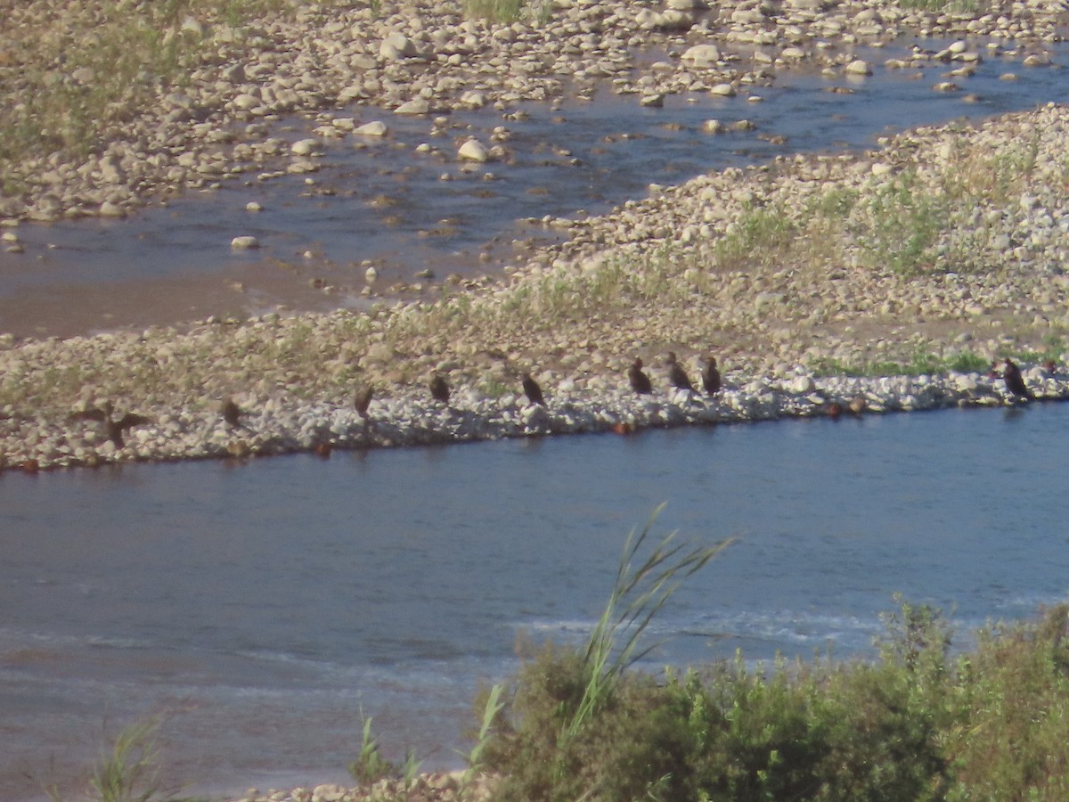 Neotropic Cormorant - Nelson Contardo