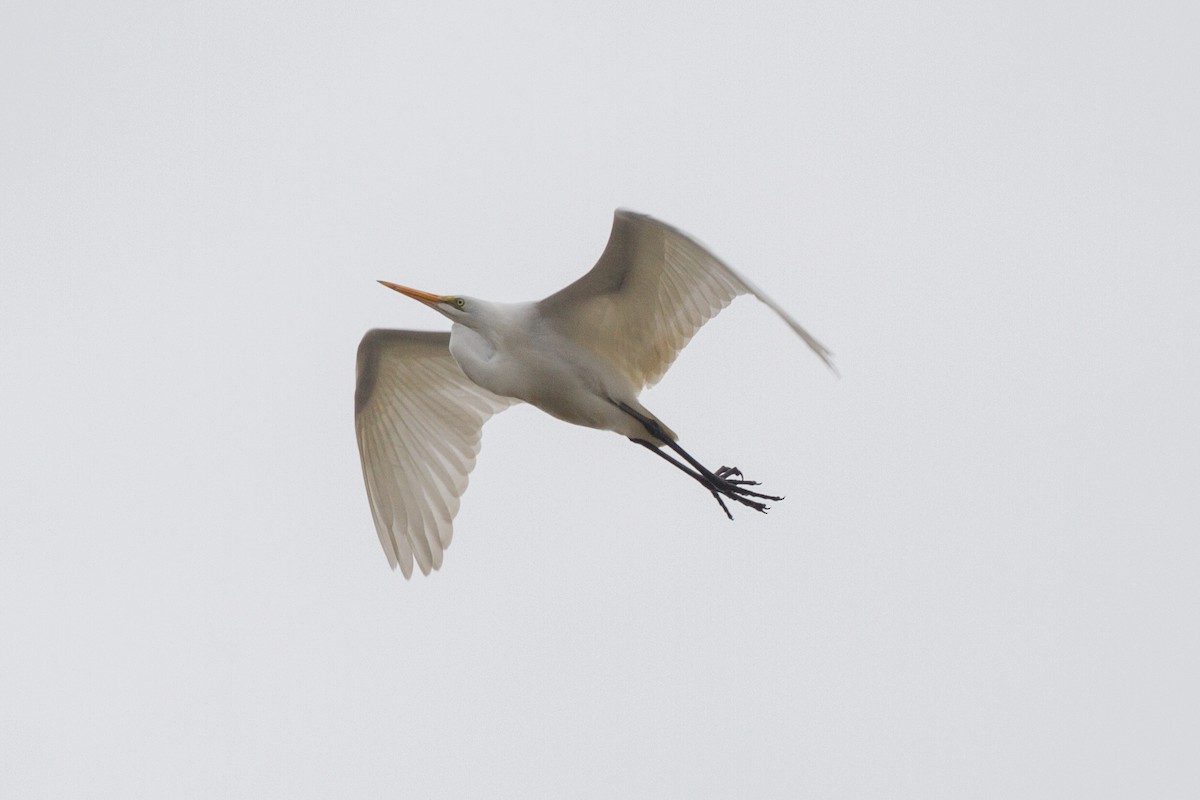 Great Egret - Griffin Richards