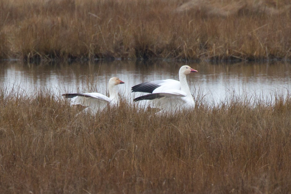 Snow Goose - Griffin Richards