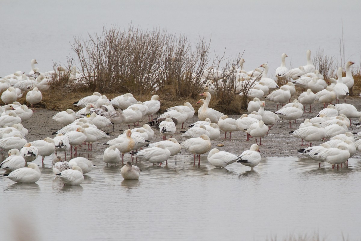 Snow Goose - ML613405591