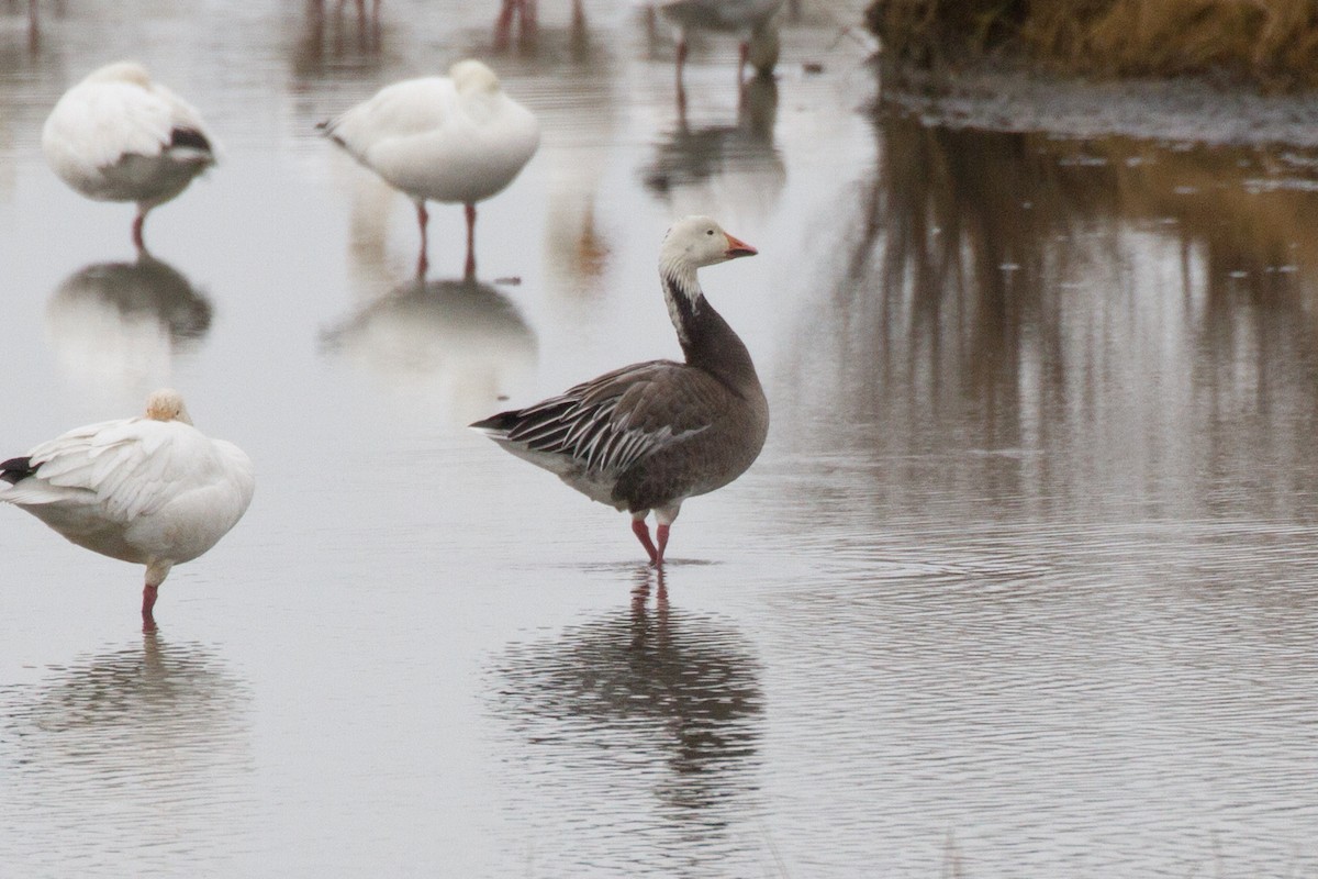 Snow Goose - ML613405594