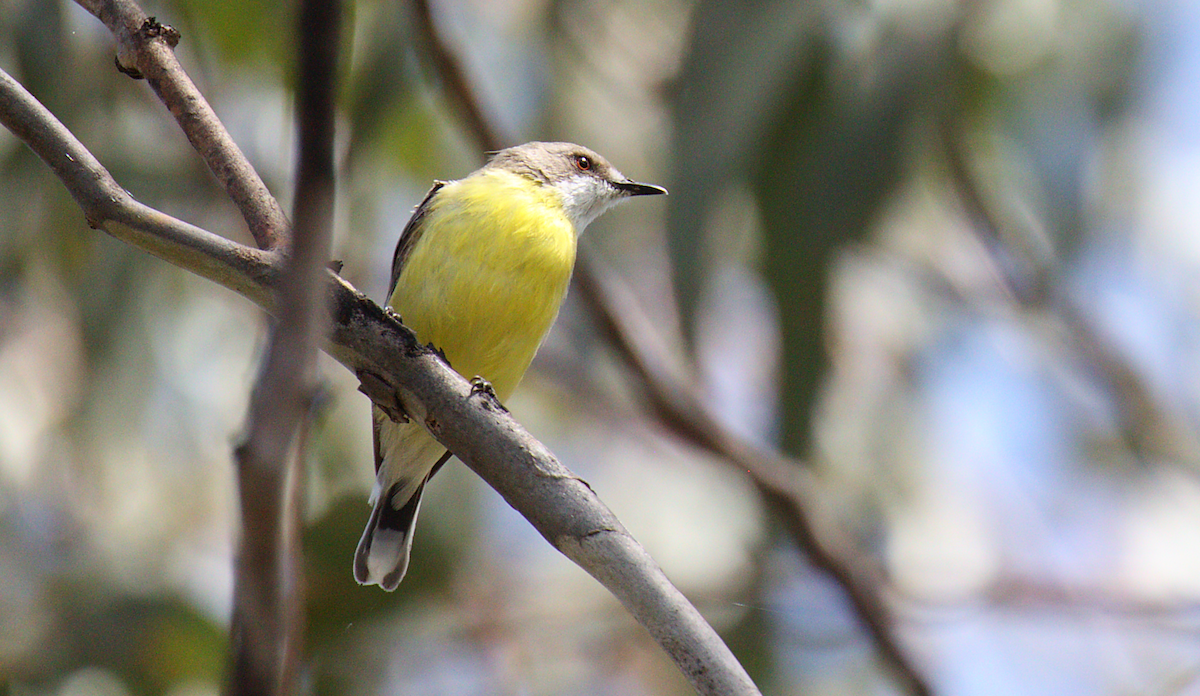 White-throated Gerygone - N Froelich