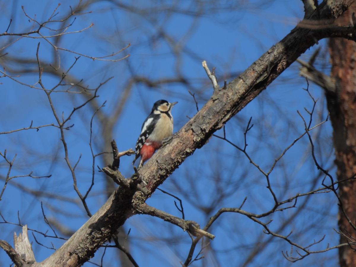 Great Spotted Woodpecker - ML613405848