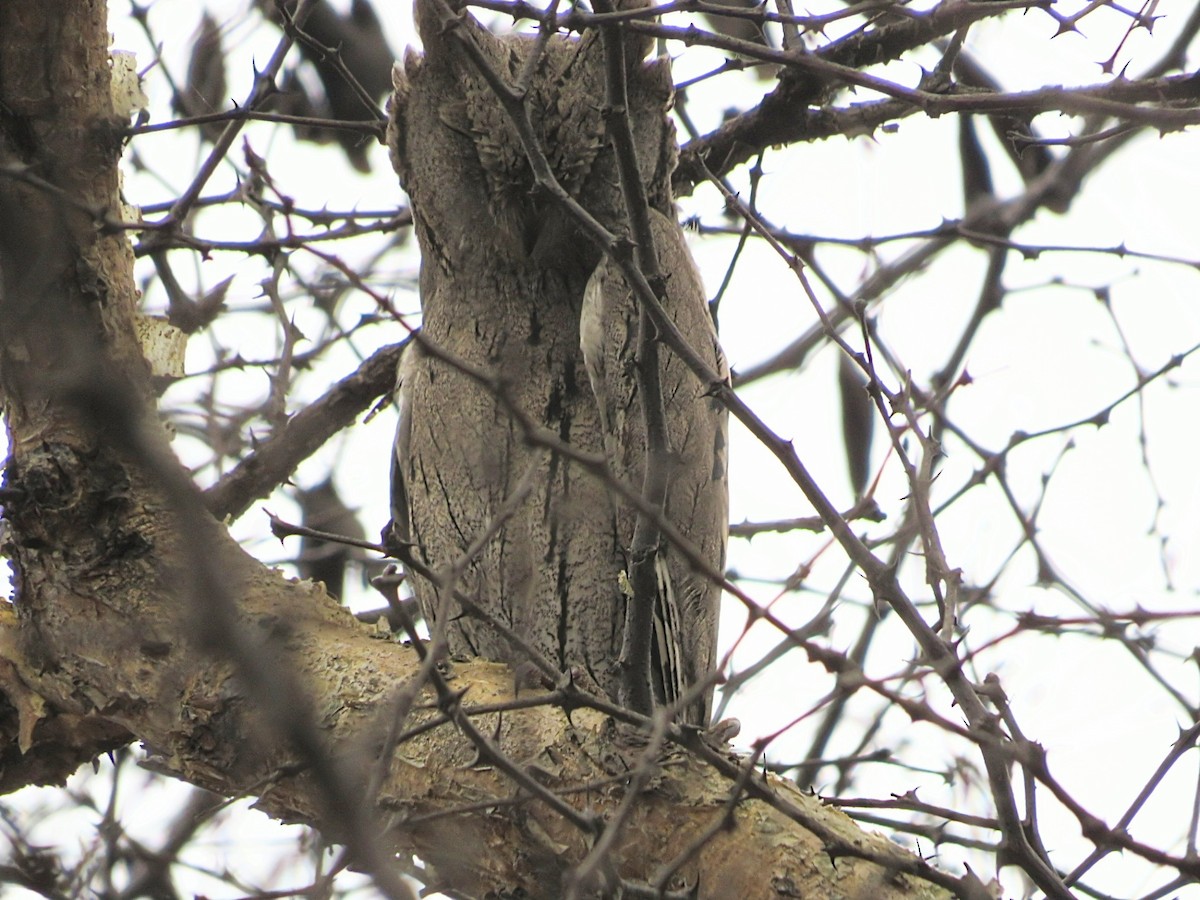 Pallid Scops-Owl - ML613405886