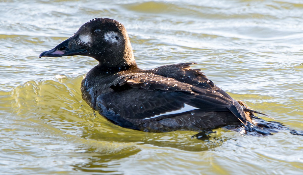 White-winged Scoter - ML613405887