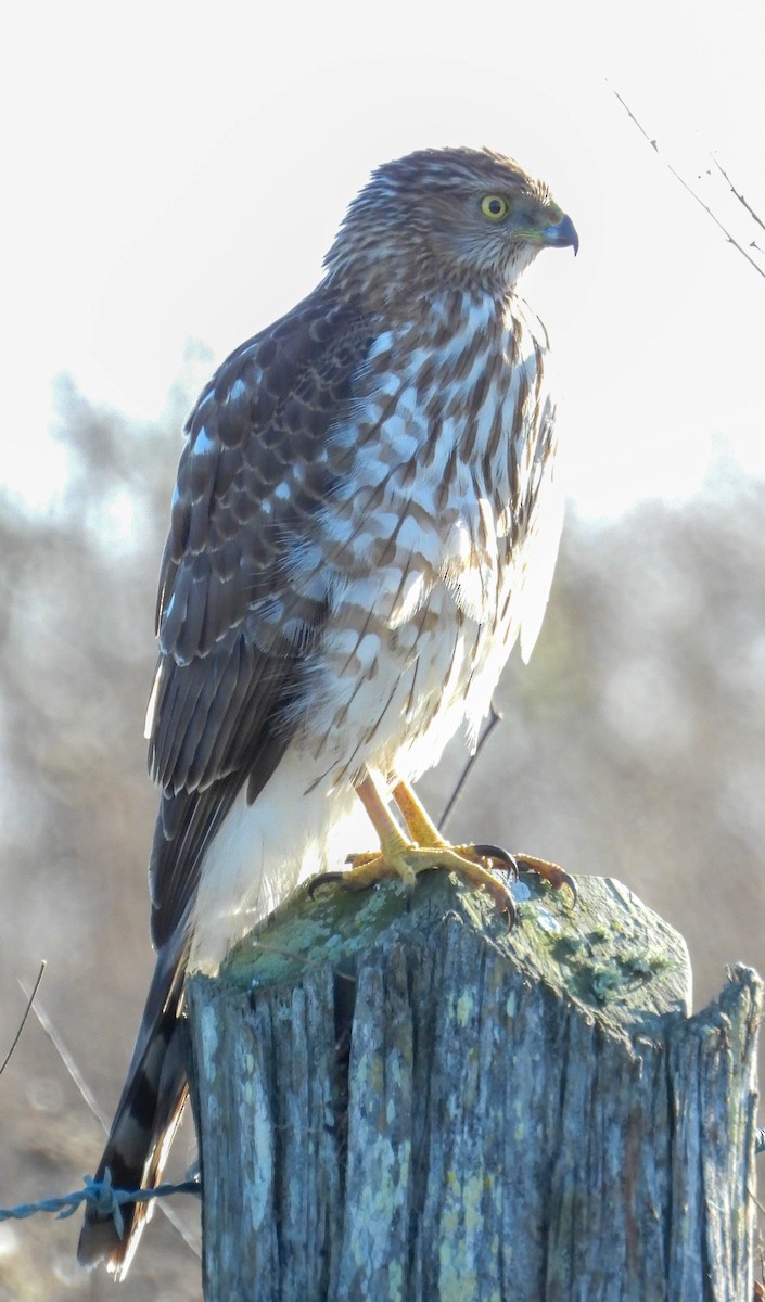 Cooper's Hawk - Chris Wilson