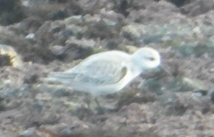 Bécasseau sanderling - ML613406053