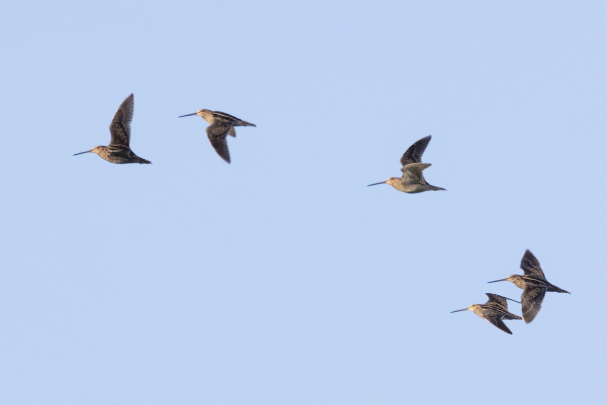 Wilson's Snipe - ML613406094