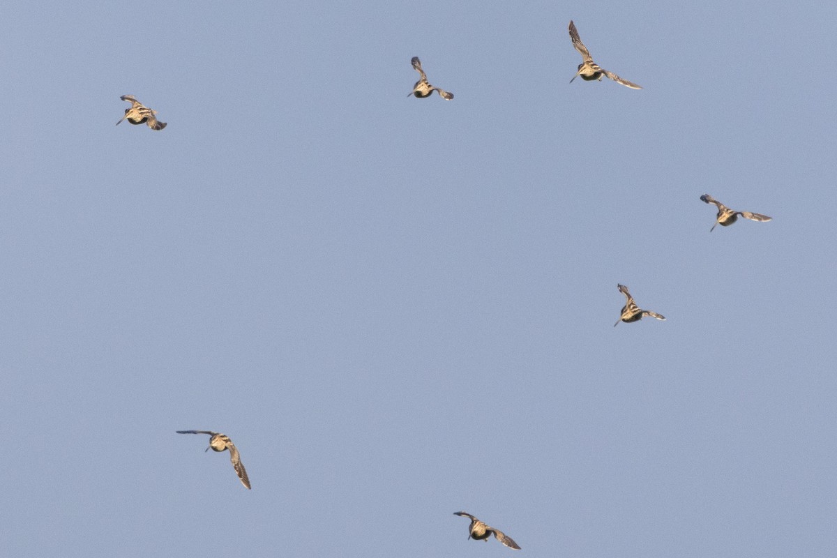 Wilson's Snipe - ML613406101