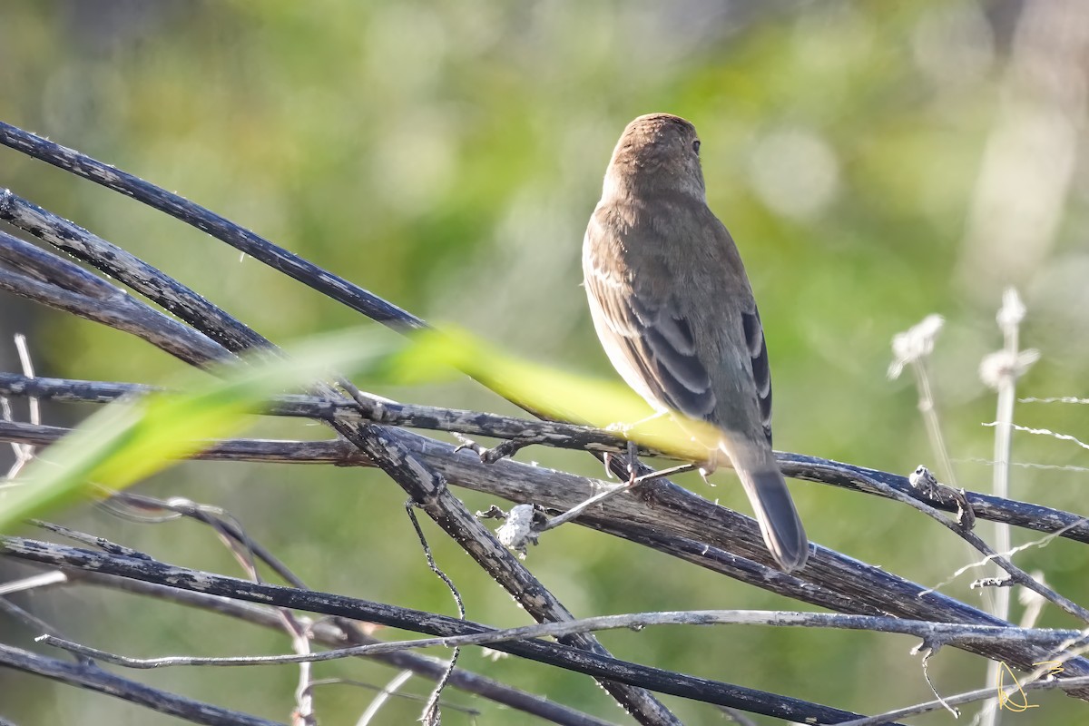 Indigo Bunting - ML613406130