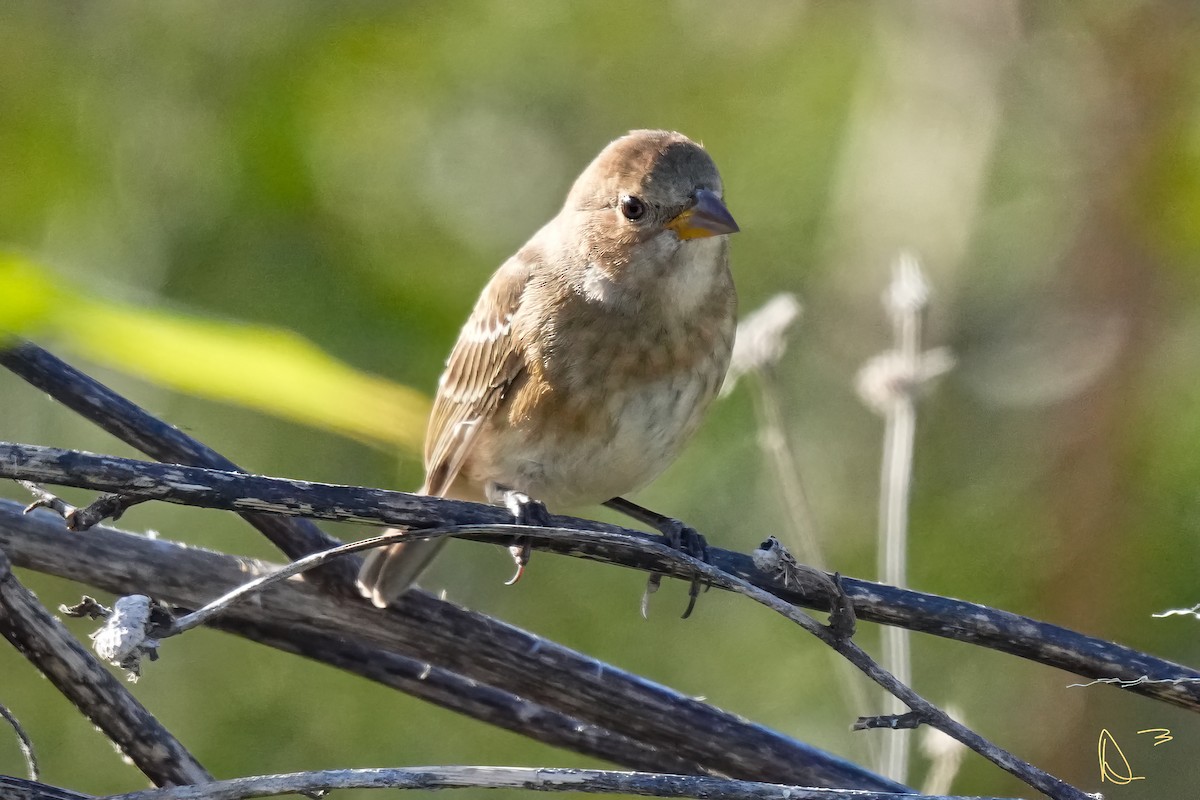 Indigo Bunting - ML613406131