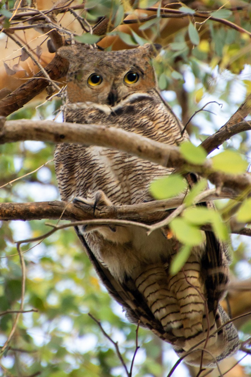 Great Horned Owl - ML613406175