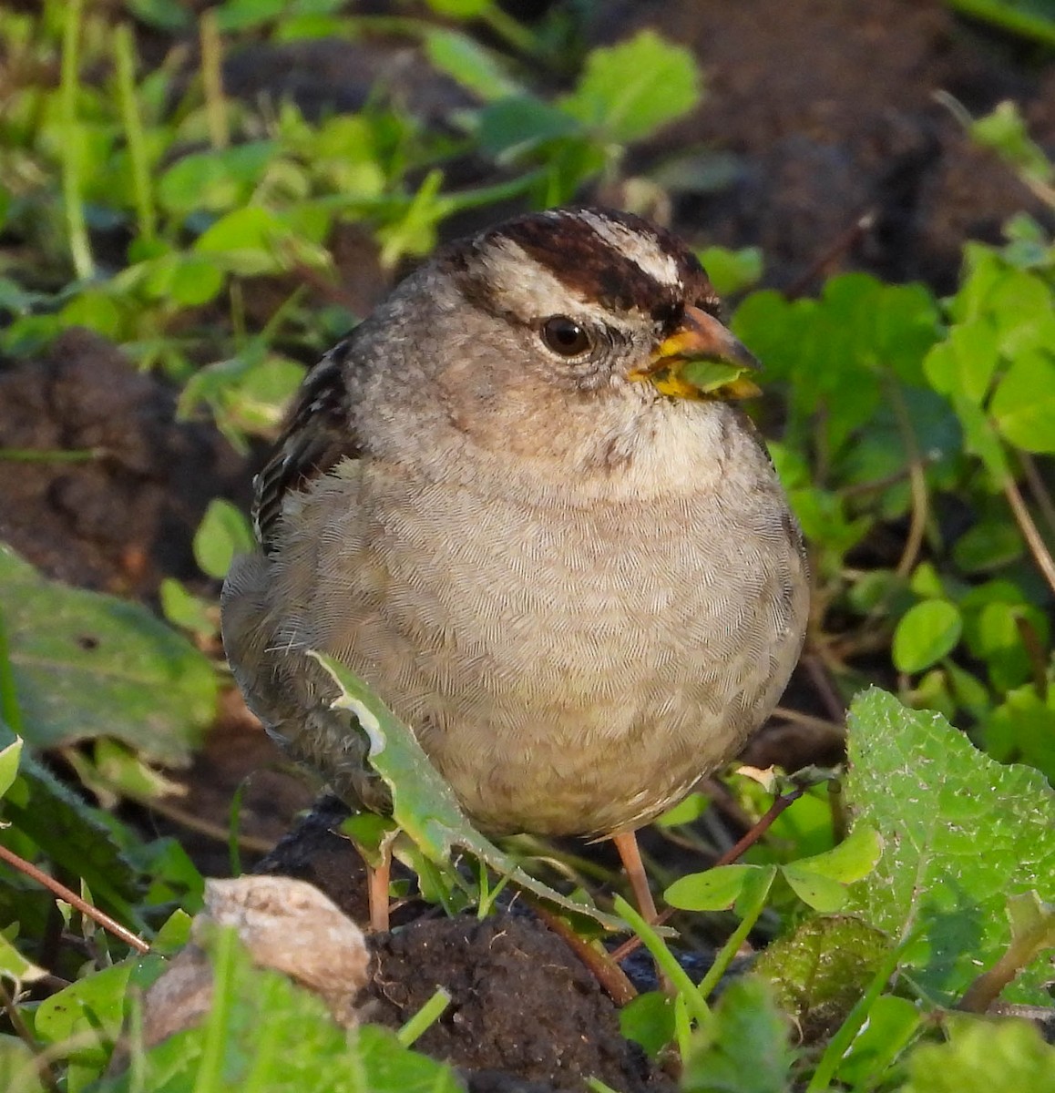 White-crowned Sparrow - Chris Wilson