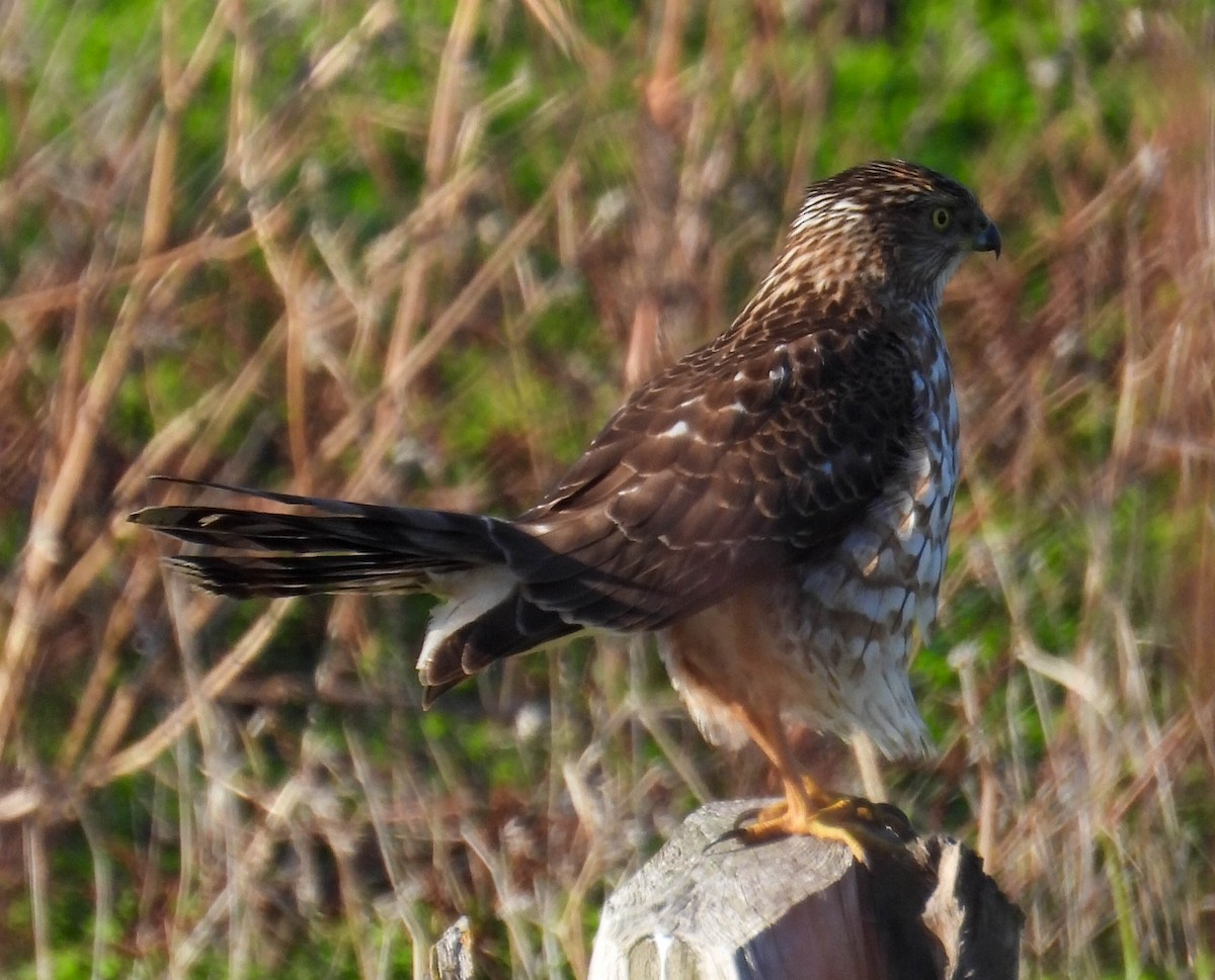 Cooper's Hawk - ML613406197