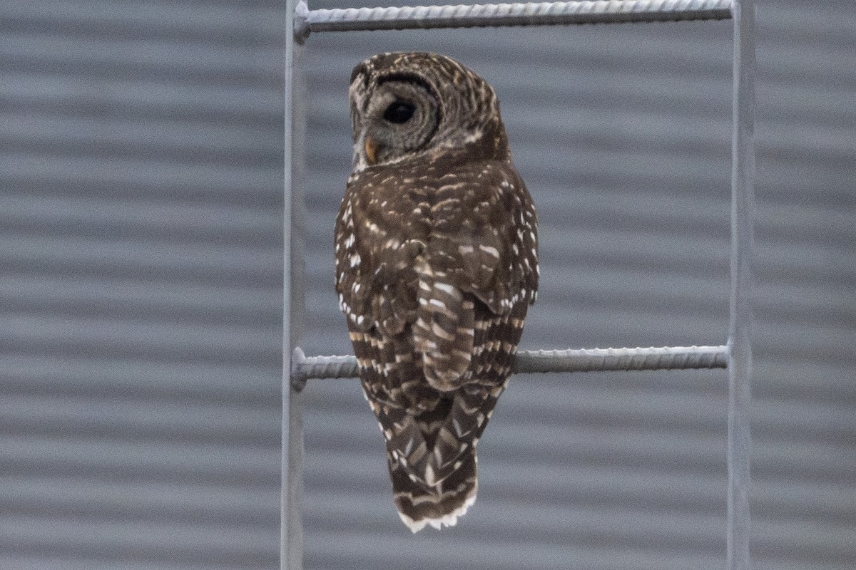 Barred Owl - Michael Linz