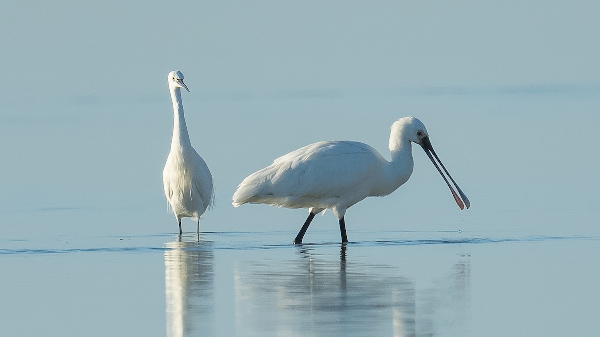 Eurasian Spoonbill - ML613406261