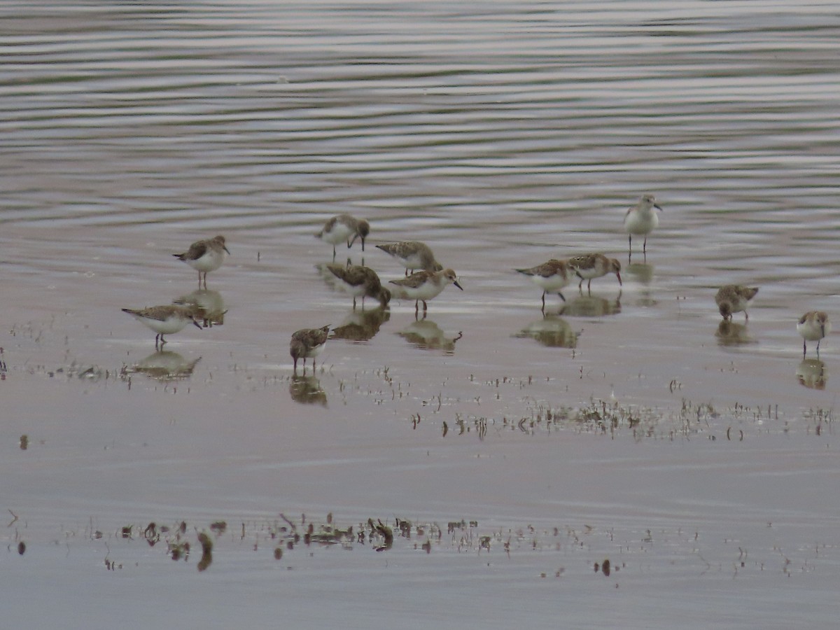 Semipalmated Sandpiper - ML613406288