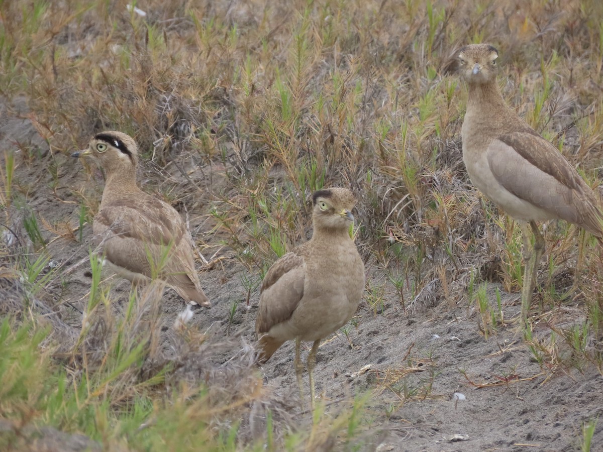 Peruvian Thick-knee - Nelson  Contardo