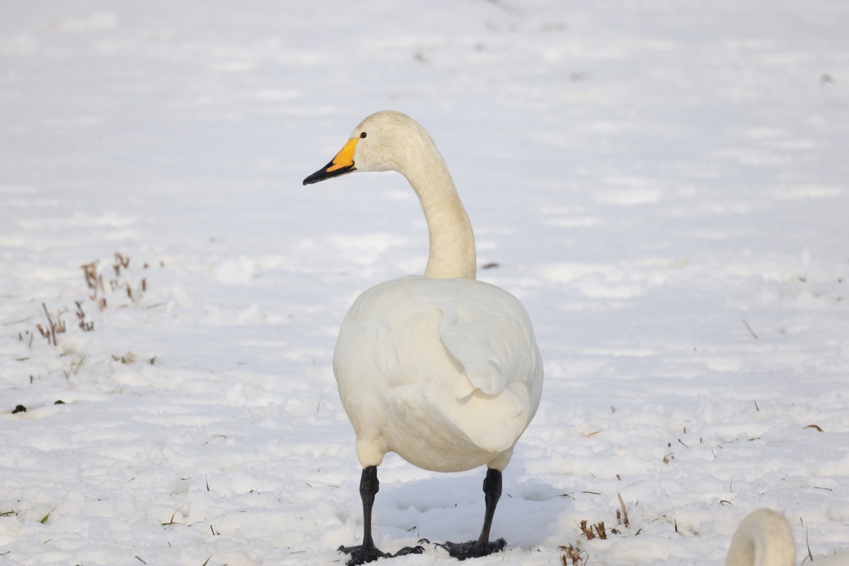 Whooper Swan - Akinori Miura